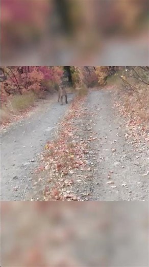 Never mess with a Bengal cat 💀