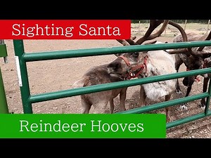 Reindeer Hooves make a clicking sound