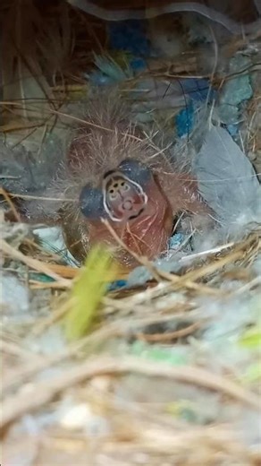 Mutation Finch Baby 🐥 🐣