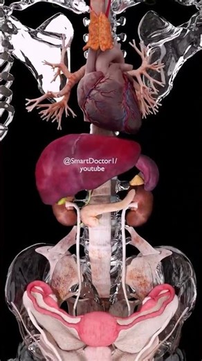 body internal organs parts