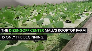 An amazing farm has sprouted up in a most unlikely place, the rooftop of Israel’s Dizengoff Center shopping mall in the heart of Tel Aviv. “Green in the City” is a rooftop farm that produces 10,000 heads of leafy greens a month year-round using organic and hydroponic methods with no dirt required. Check out the video and read more about this great project in our story: http://bit.ly/1NbC1In | NoCamels - Israeli Innovation News