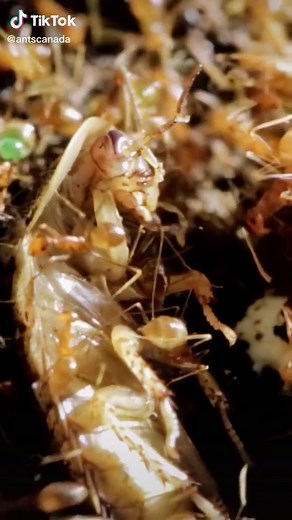 Understanding Green Ants: Feeding and Behavior Insights