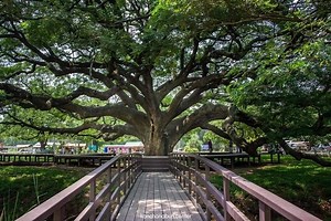 Contact Us | Morris tree Service