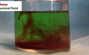 Robocap: 增强胃肠道药物输送机器人胶囊｜MIT｜2022【Science Robotics】