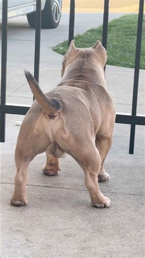 Small dog… BIG security system!! #microbully #puppy #cleancuttv #cleancutpets #americanbully