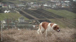A big red and white Saint Bernard dog walking on a nature background. The dog sniffs the grass in the field. Slow motion. Wildlife. High quality 4k footage