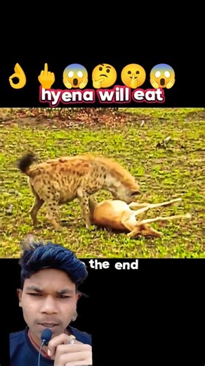 cheeteh vs hyena #trending #wildlife #animals #hyena #cheetah #shorts #youtube #youtubeshorts #short
