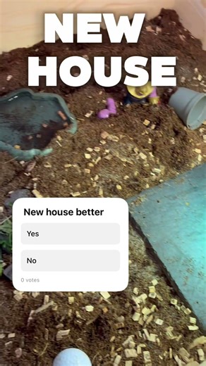 Rebuilding my tortoises house #cool #turtle #tortoise #aquarium #buliding