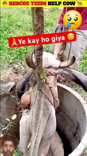 Gay 🐄gatere me gr gi 😢🙏#trending #animals #farming #facts #cow #viralvideo #