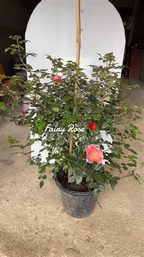 #กุหลาบ #ดอกกุหลาบ #ต้นกุหลาบ #fairyrose