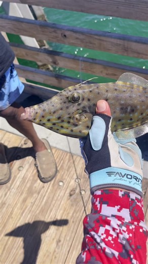 Correct me if im wrong but I this is a black scraper fish from the file fish family….it was caught on a sabiki rig. #fishingfyp #urbanfloridafishing #filefish #blackscraper #pierfishing #saltwaterfishing