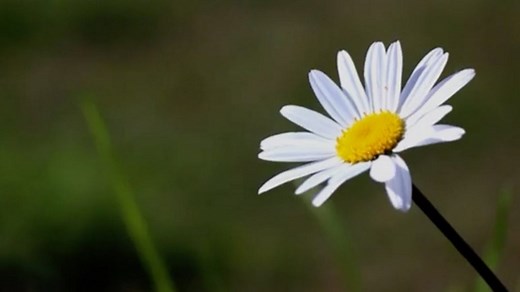 Producing new cells - video summaries - Revise: Producing new cells - National 5 Biology Revision - BBC Bitesize