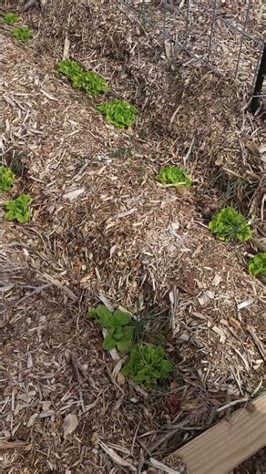 What Survived Being Frozen Under Ice for 2.5 Weeks?! ❄️🌱 Winter Garden Survival Test