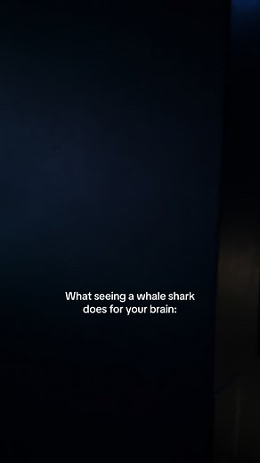 Swimming with Whale Sharks at Georgia Aquarium