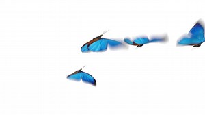 Grupo de belas borboletas de cor azul morpho menelaus voando em fundos brancos e verdes em close-up. animação 3d loop-able com canal alfa de tela verde. | Vídeo de estoque Premium