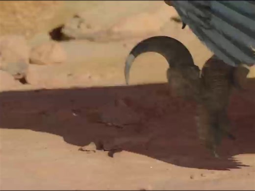 恐龙时代的怪物太不讲武德！