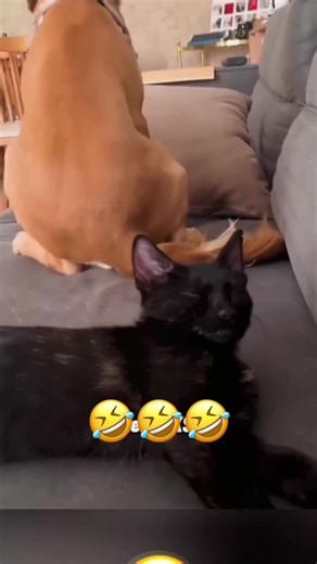 Talking Animals: Hilarious Pet Voiceover Compilation