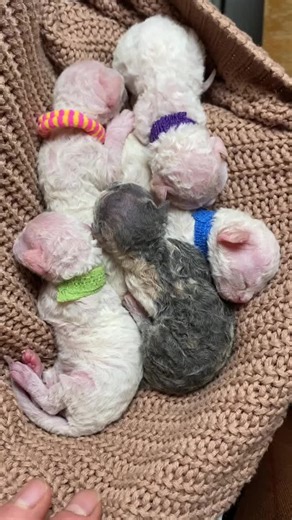 Litter E arrived yesterday! Four color points and one calico. ❤️ #kitten #newborn #devonrex #serotonin #babykitty #cute