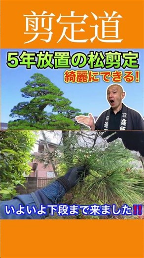 《Pruning an Overgrown Pine》Key Points for Pruning the Middle and Lower Sections #PruningTips #Gar...