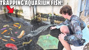 Trapping Aquarium Fish in Alligator-Infested Waters