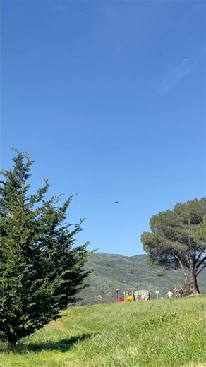 Tree Guards the Green #discgolf #nature #oddlysatisfying