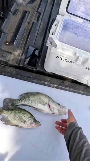 9K views · 80 reactions | How to fillet crappie quick and easy! You WONT believe what I found in this crappie! #reelsvideoシ #kidkrappie #bnmpoles #facebookreel #tips #fishing #slabs #texas #crappie | KidKrappie | Facebook