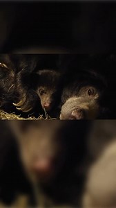 3K views · 196 reactions | A baby sloth bear just took its first...