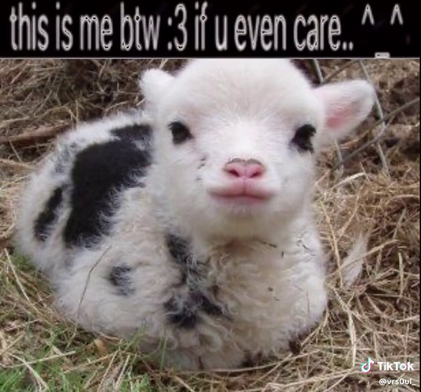 Adorable Lambs: Captivating Moments with Playful Animals