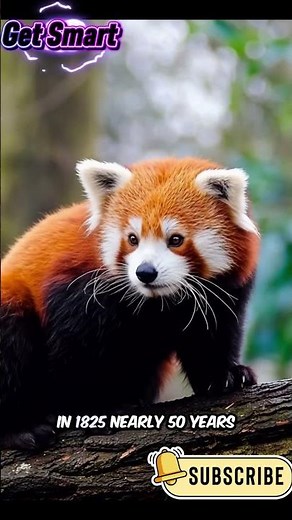 Why Red Pandas Are So Unique 🐼💡#RedPanda #AnimalFacts #DidYouKnow