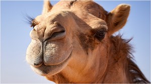 Massive Camel Gets Loose At Amusement Park In Wild Video