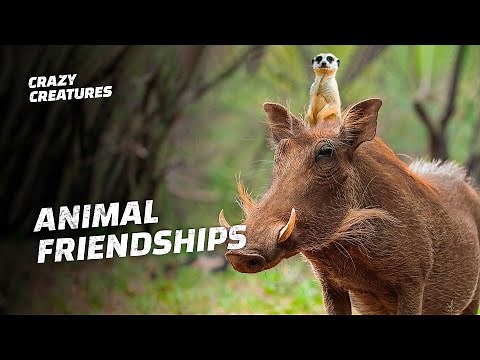 Top 5 Animal Pairs With the Oddest Symbiotic Relationships