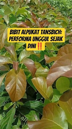 🔴 Bibit Alpukat Tansbich: Performa Unggul Sejak Dini‼️