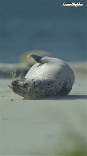 Discover Denmark’s Wildlife #travel #discover #denmark #wildlife #explore #animals #nature #shorts