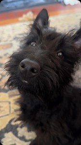 Ya don’t have to tell us twice. #adopt #scottishterrier #foster #puppy #excuseme | Scottish Terrier Rescue of the Southeast