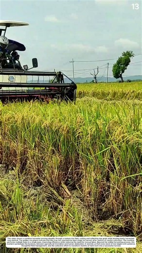 Rice Harvesting: How Combine Harvesters Turn Paddy Fields into Fresh Grain