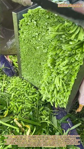 Coupe de Précision de Faisceaux d'Épinards d'Eau pour l'Uniformité du Marché