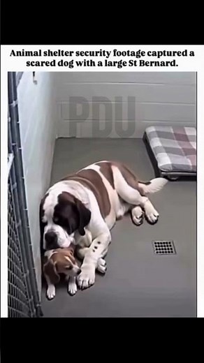Animal shelter security footage captured a scared dog with a large St Bernard. #animals