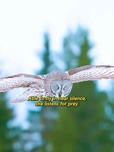 9.4K views · 137 reactions | Animals HD on Reels | Facebook