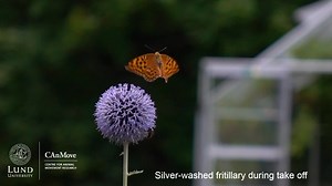 Butterfly takes off in nature
