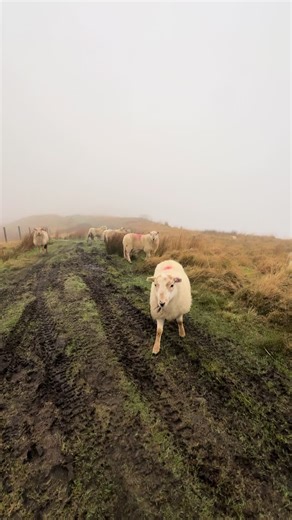 We were running scared from an angry sheep today, buts to move before she head butts me or worse Mr Pip #unusual #strange #notnormal #aggressive
