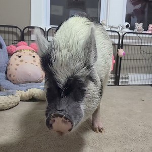 48K views · 2.2K reactions | #fridaynightmints #ilovemyrescuepigs #minipigtricks #pigtraining #tricktraining #pigs #pigsarefriendsnotfood | Polly the Performing Princess Pig | Facebook
