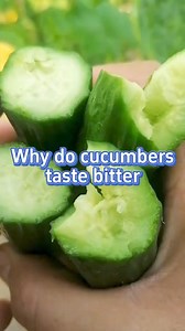 11K views · 150 reactions | Why do some cucumbers taste bitter #garden #gardening #gardeningtips #farming #planting #cucumber | The Seed of life | Facebook