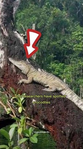 Crocodiles Can Climb Trees?! 🐊🌳 #ReptileFacts #Crocodile #WildlifeMystery