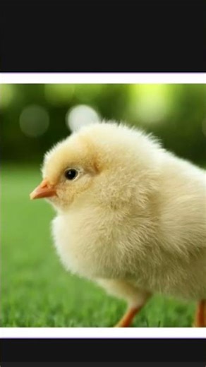 where did he get the egg from? creds:to owner #felix #straykids #egg