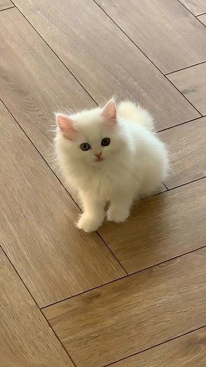 mmeowmmia (@mmeowmmia)’s videos with оригинальный звук - Inna Tkacheva