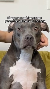 What do ya’ll think? Staffy or American Bully? (Disclaimer: I am aware that staffys were one of the breeds used to create the American bully, but she just doesn’t have the muscle mass most American bullys have😂) We will drop the results in a week or two when they arrive! @wisdompanel Really excited for this. #staffyoftheday #staffyobsessed #staffies #staffordshireterrier #staffygirl #staffylovers #staffylove #staffypuppy #staffordshirebullterrier #staffymoments #staffygram #rescuedog #dogsofins