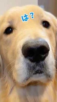 I'm not convinced at all #largedog #goldenretriever