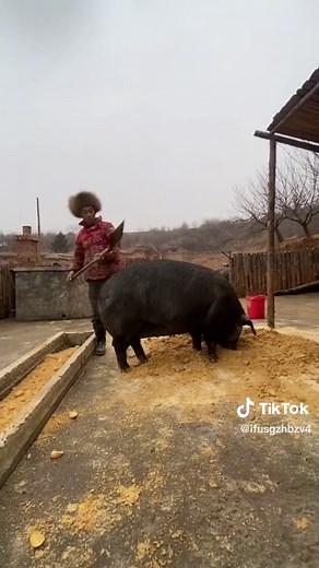 #have you ever seen pigs eat#life as a pigs #foryou #pig farm #use