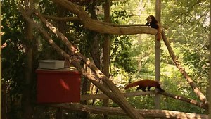 See how Ken Frye, Director of the Scovill Zoo in Decatur, Illinois, is dedicated to educating the public about the zoos conservation efforts. https://bit.ly/2BTFbDg #GraingerEverydayHero | Grainger