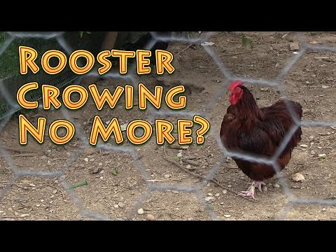 Rooster Crowing No More